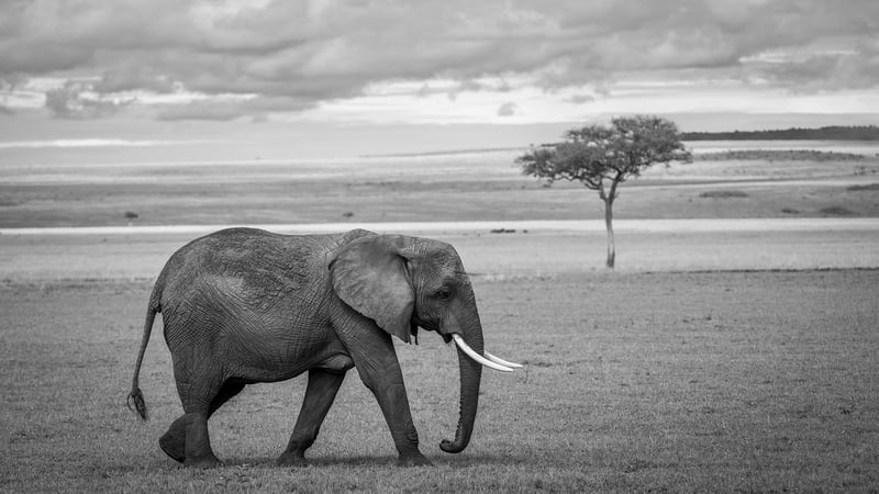 Safari Lodge